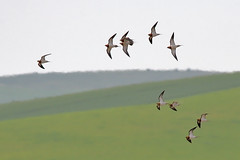 Sandgrouse Pigeons & Doves 