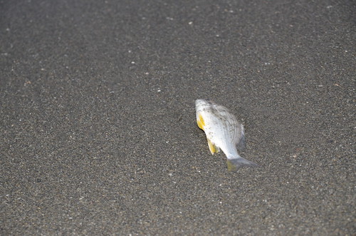 黃鰭鯛被沖回岸上（攝影：邱柏愷）