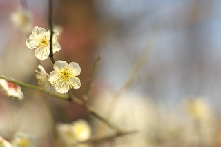 "Spring has come(taken by old Nikkor lense)" No.1.