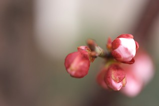 The bud of plum in Uehonmachi town No.2.