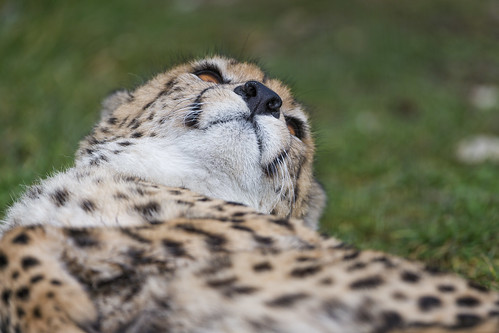 Rolling cheetah by Tambako the Jaguar