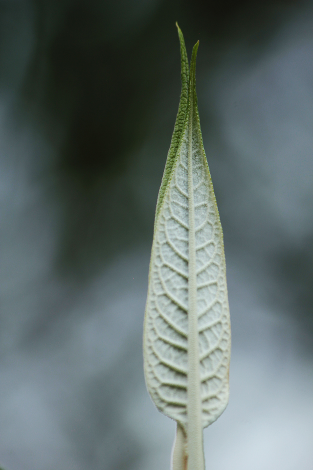 Teposan Leaf