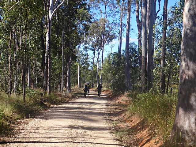 Lockyer State Forest