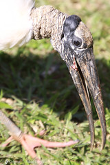 Cabeça-Seca (Mycteria americana) - Wood Stork