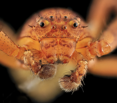 Crab Spider, Face, MD, Beltsville_2013-09-28-17.51.38 ZS PMax