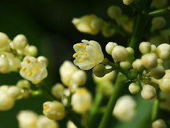 Staphyleaceae  ミツバウツギ科