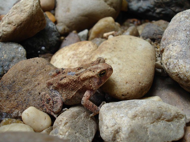 Image of american toad