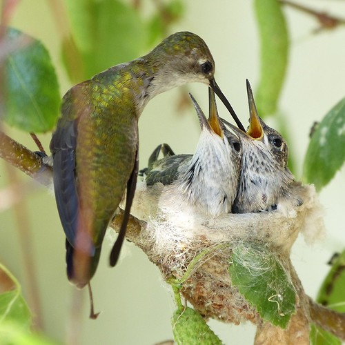 Friday's Hummingbird Nest: Feeding Time by Mike's Birds