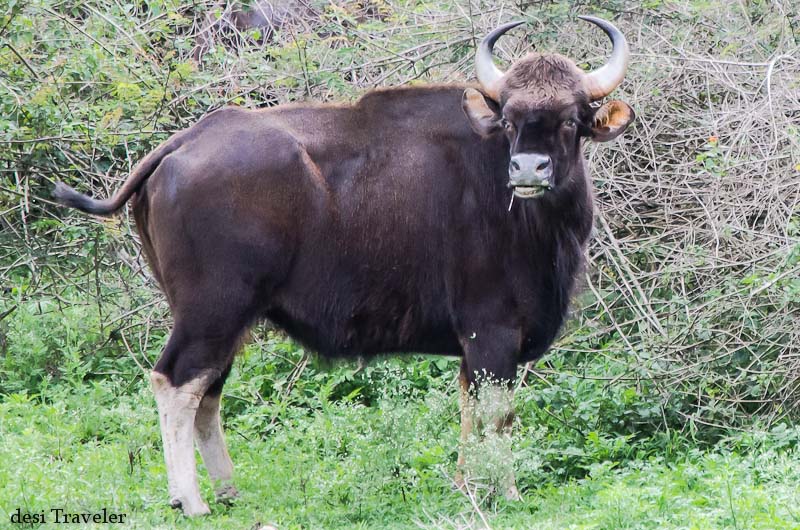 Gaur Indian Bison 