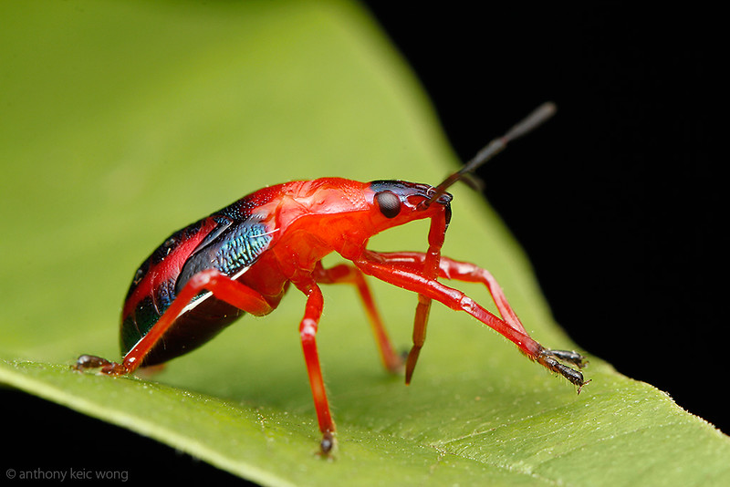 Stink bug nymph, Pentatomidae