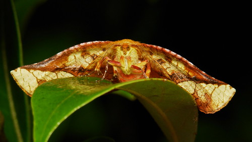 Picture-winged Leaf Moth (Camptochilus sp., Thyrididae)