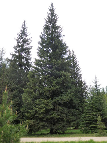 This 88-foot Engelmann spruce will arrive today in Washington, D.C. By Dec. 3, it will be strung with tens of thousands of lights as the 2013 U.S. Capitol Christmas tree.