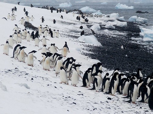 March of the Penguins by ericy202