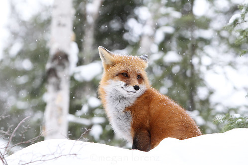 Winter Wildlife by Megan Lorenz
