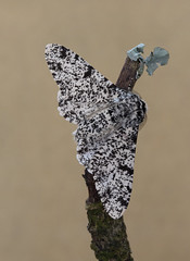 Moths - Geometridae