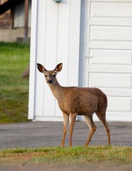 Deers in the yard