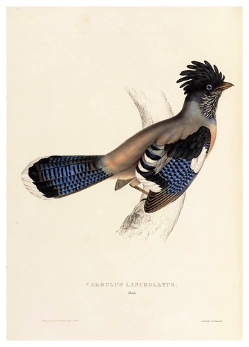 005-Garrulus Lanceolatus-A Century of Birds from the Himalaya Mountains-John Gould y Wm. Hart-1875-1888-Science Naturalis