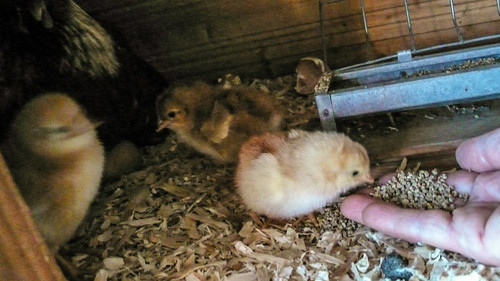 Feeding the chicks