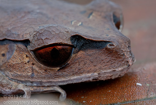 Spotted Litter Frog (Leptobrachium hendricksoni) IMG_2277 stk copy