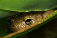 Anfíbios (Amphibians)