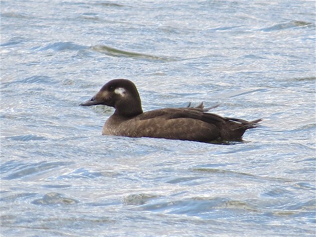 White-winged Scoter at White Oak Park in Bloomington, IL 38