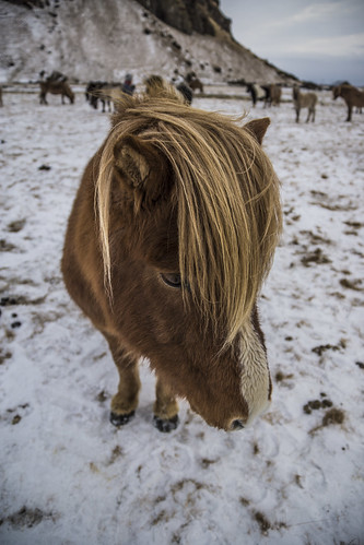 Emo Icelandic horse