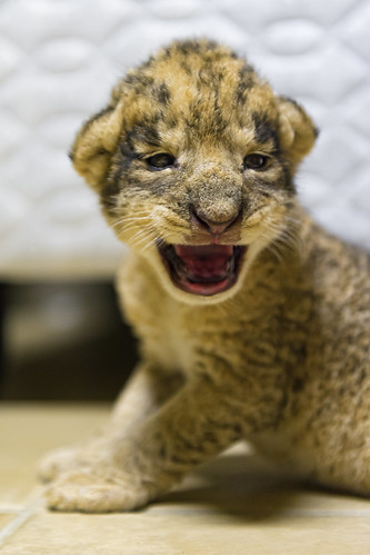 Newborn cub with open mouth by Tambako the Jaguar