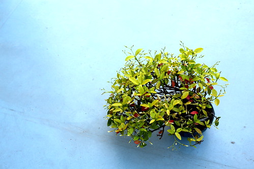 Bonsai Trachelospermum asiaticum
