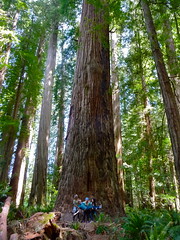 The Amazing Redwoods