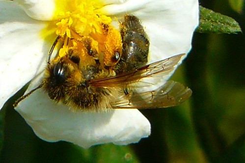 P1090469 -détail - abeille sur ciste de Montpellier