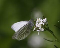 Butterflies Denmark