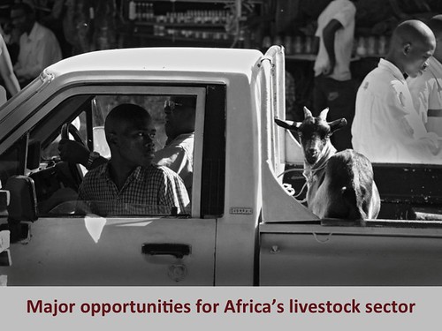 ILRI presentation for ALiCE2013: Major opportunities for Africa's livestock sector