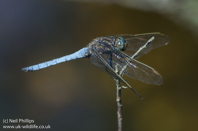 keeled skimmer dragonfly Orthetrum coerulescens-2