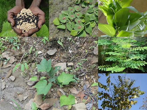 Medicinal Rice Formulations for Diabetes Complications, Heart and Kidney Diseases (TH Group-78) from Pankaj Oudhia’s Medicinal Plant Database by Pankaj Oudhia