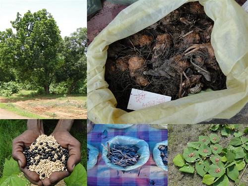 Medicinal Rice Formulations for Diabetes and Cancer Complications, Heart and Kidney Diseases (TH Group-97) from Pankaj Oudhia’s Medicinal Plant Database by Pankaj Oudhia