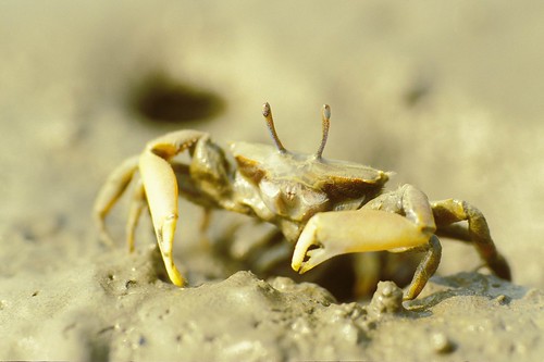 萬歲大眼蟹Macrophthalmus banzai挖仔尾 (圖片攝影：施習德)
