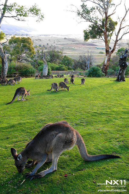 cimb tasmania kangaroos