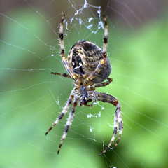Back garden spider