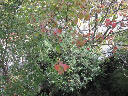 ハナミズキの赤い実・・・東京の家の庭21013.10.7 by Poran111