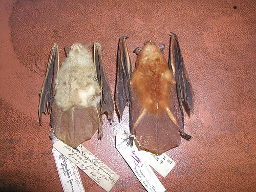 蝙蝠標本。（攝影：周政翰）