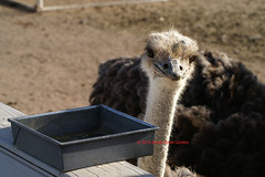 Rooster Cogburn's Ostrich Ranch
