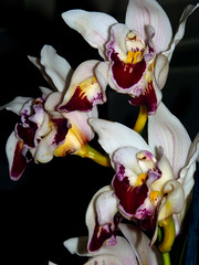 peloric orchids