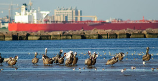 Brown
Pelicans