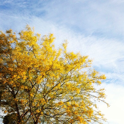 Yellow Palo Verde blossoms...signs of Spring in the desert.