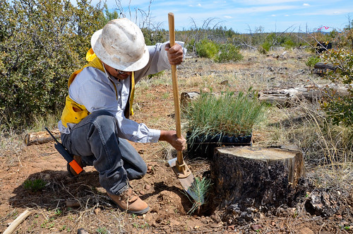 Mack Nosie, with the White Mountain Apache Tribe forestry department, uses a hoedad to dig a hole for a ponderosa pine seedling in the shade of a burned tree stump, which protects the seedling from windy conditions that dry the trees. Photo by Beverly Moseley, NRCS.