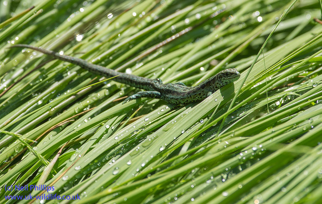 common lizard on grass