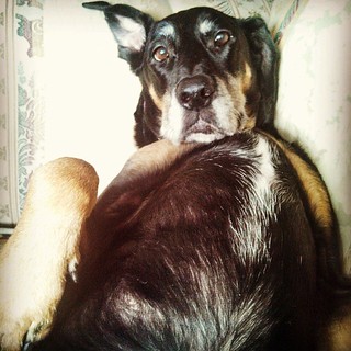 Scratch my belly? #dobermanmix #dogstagram #lazy