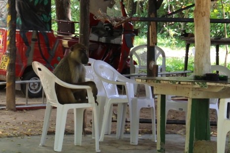 狒狒坐在開會用的椅子上，許惠婷攝