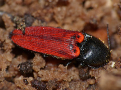 Click Beetle (Ampedus quercicola) hibernating in dead wood