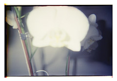 ◊ Orchidées